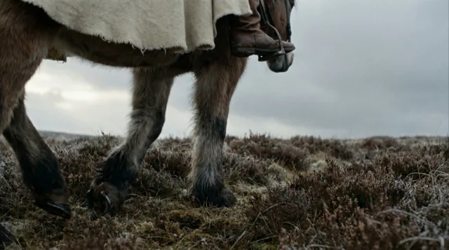Hooves and legs of a horse moving through heather, close and low.